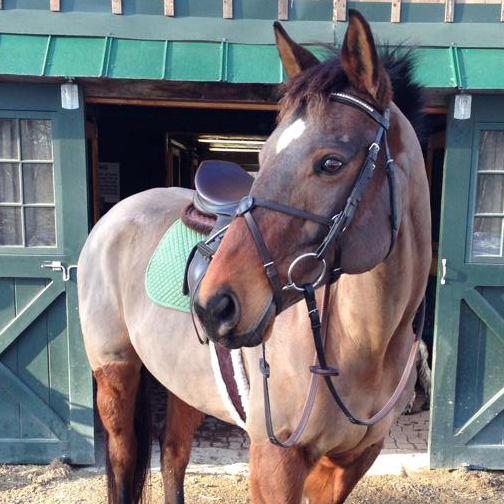 Body Clipping And Types Of Horse Clips Discussions At 