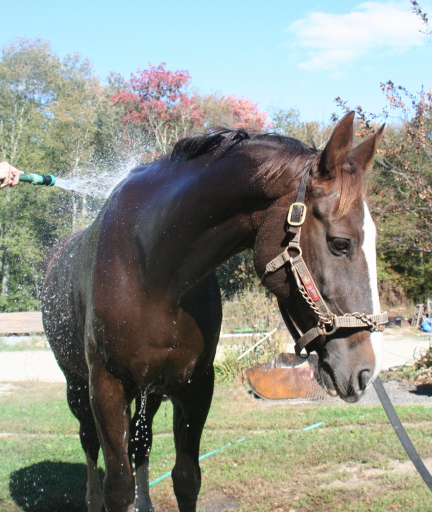 horse shampoo