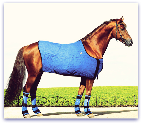 10 Ways to Keep You and Your Horse Cool This Summer - Discussions