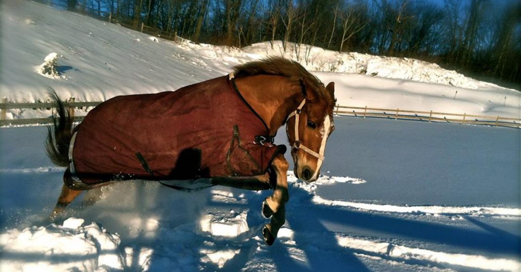 Readers Share Tips for Horse Blanket Repair and Maintenance – The