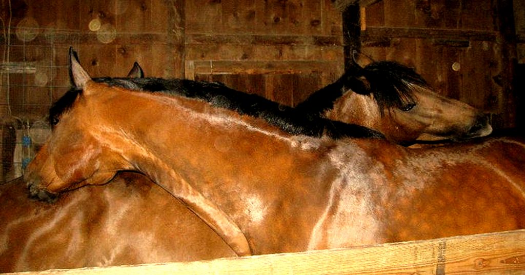 equine massage therapy