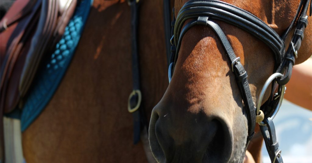 types of horse bits