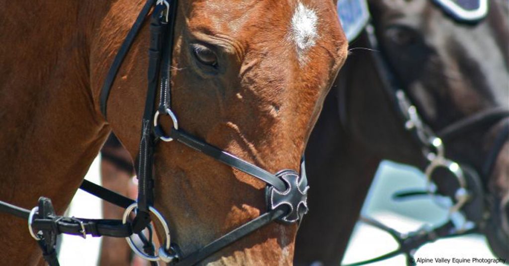 types of horse bits