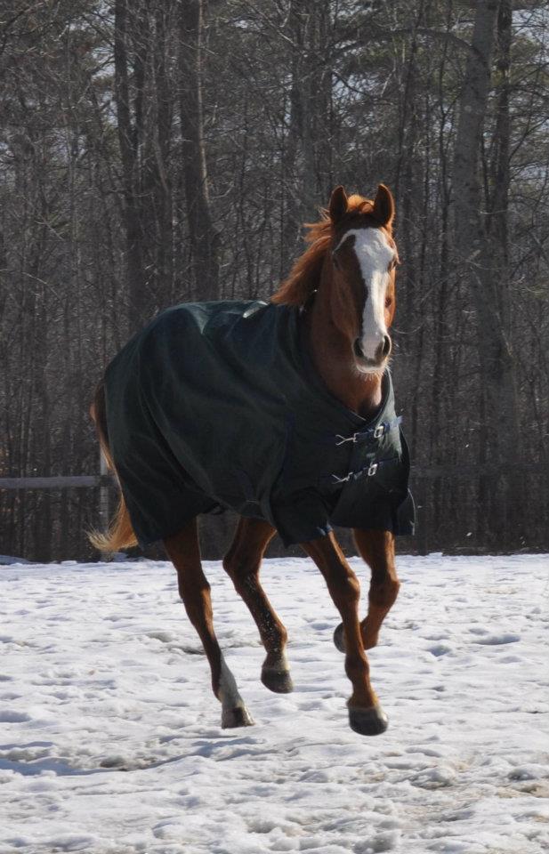 rider's international turnout blanket