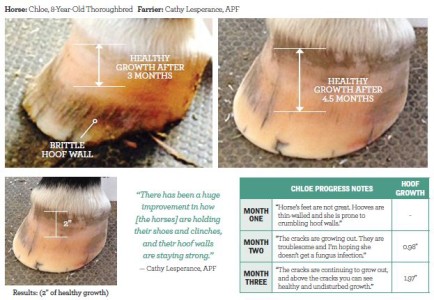 Guest Blog: Hoof Health From The Inside Out With Hooflex - Discussions 