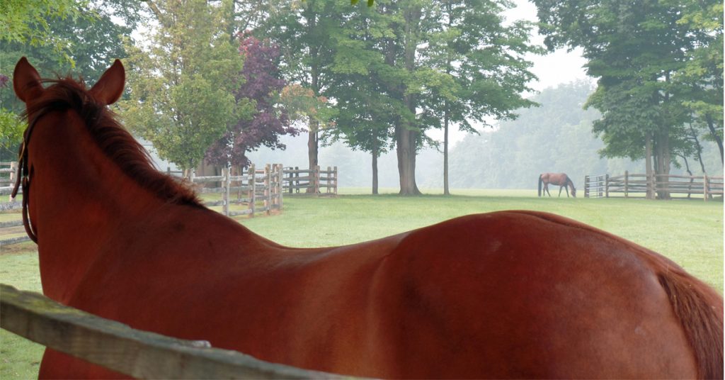 Coat Color in Horses: How to Prevent Fading & Support Coat Quality