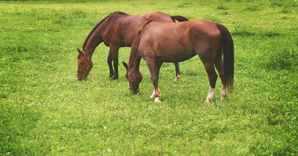 springtime laminitis