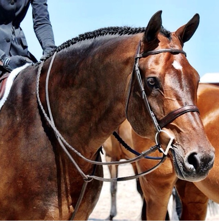 English Jumping Bridle