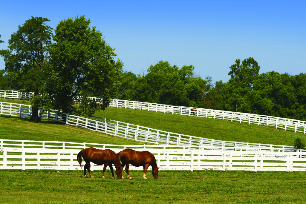 grazing horses