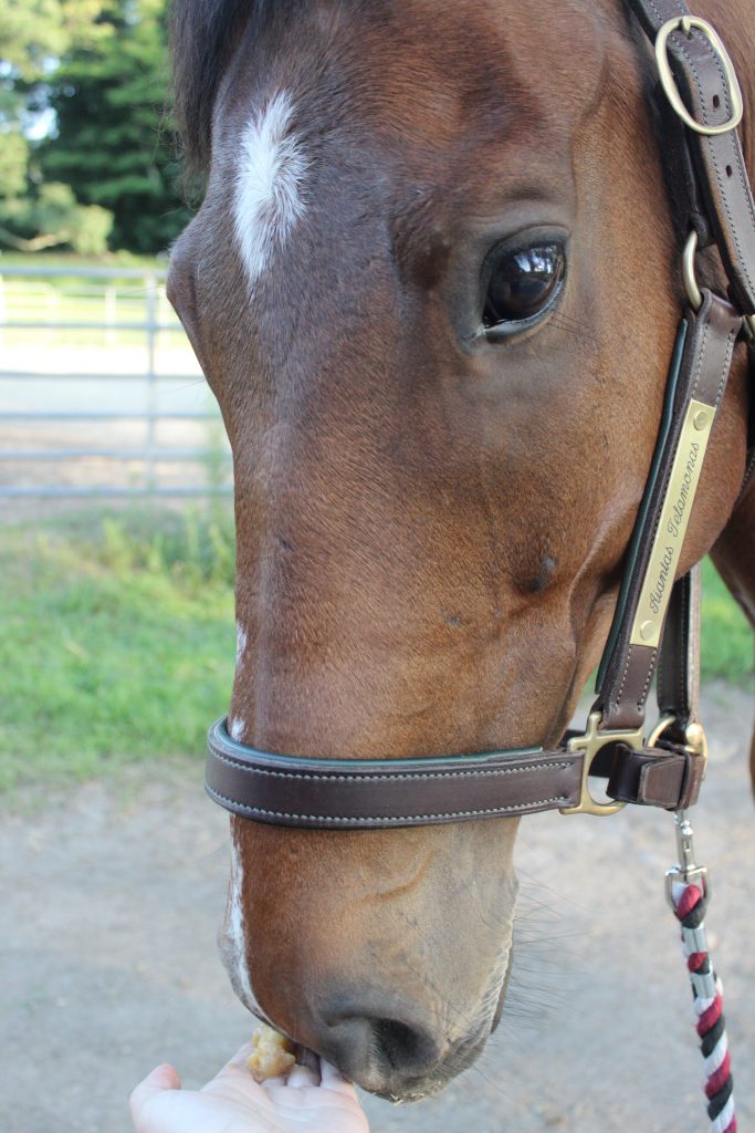 DIY Horse Sugar Cubes - Horse Illustrated