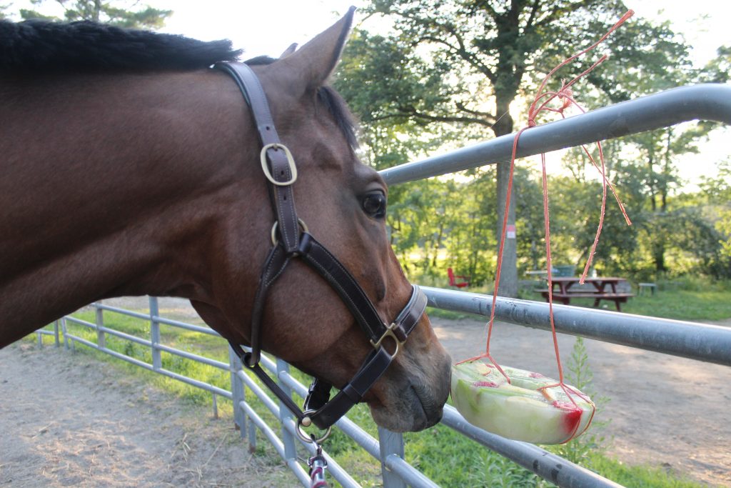 Horse Popsicles – DIY | Dover SaddleryDiscussions at Dover