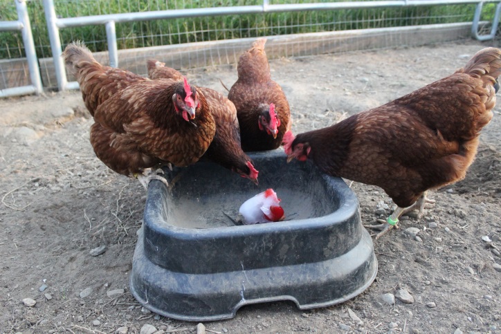 Chicken Treat