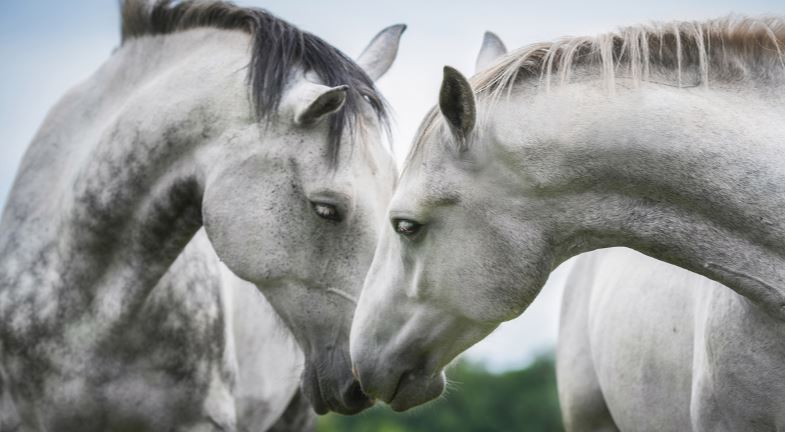 Two grey horses touching noses.