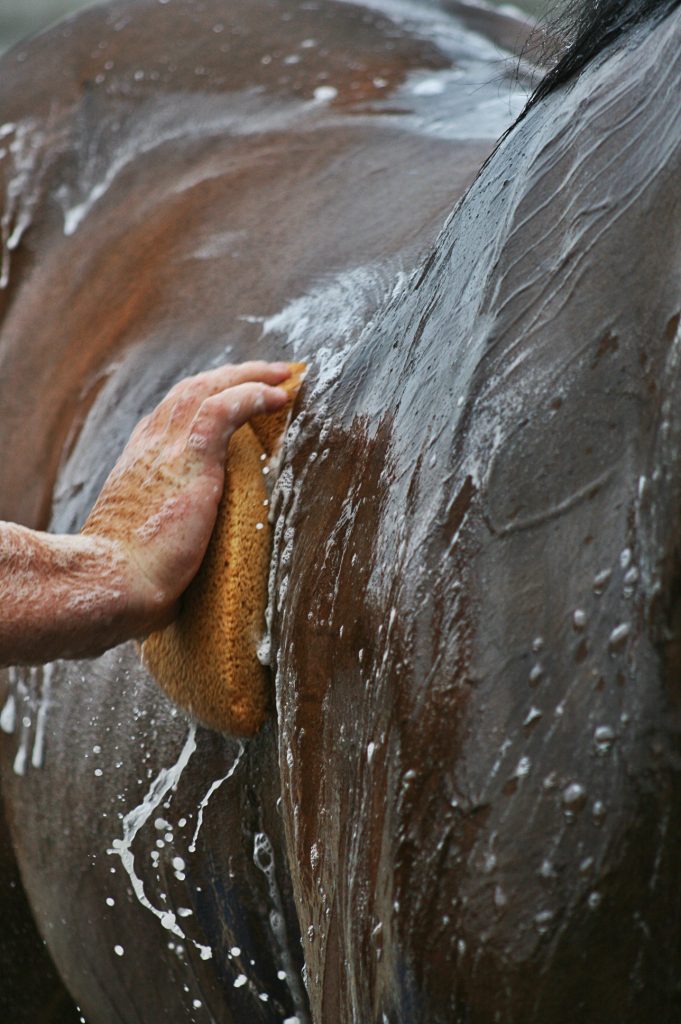 Close up image of a hand holding sponge while giving a horse a bath in the summer.