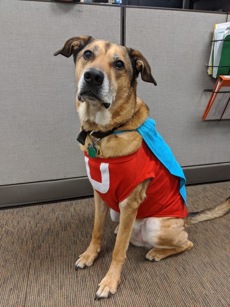 Dog dressed up in superhero "Underdog" Halloween costume.