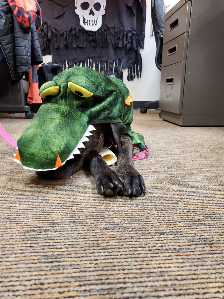 Black dog laying down dressed up in green dinosaur Halloween costume.