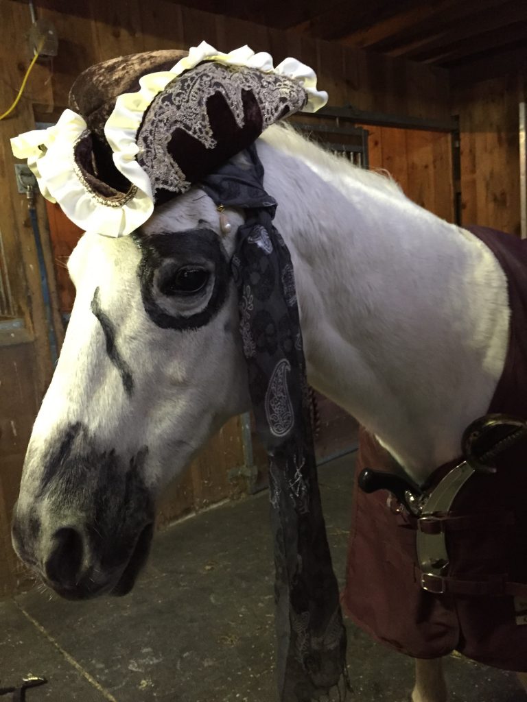 Grey horse dressed up in pirate Halloween costume.