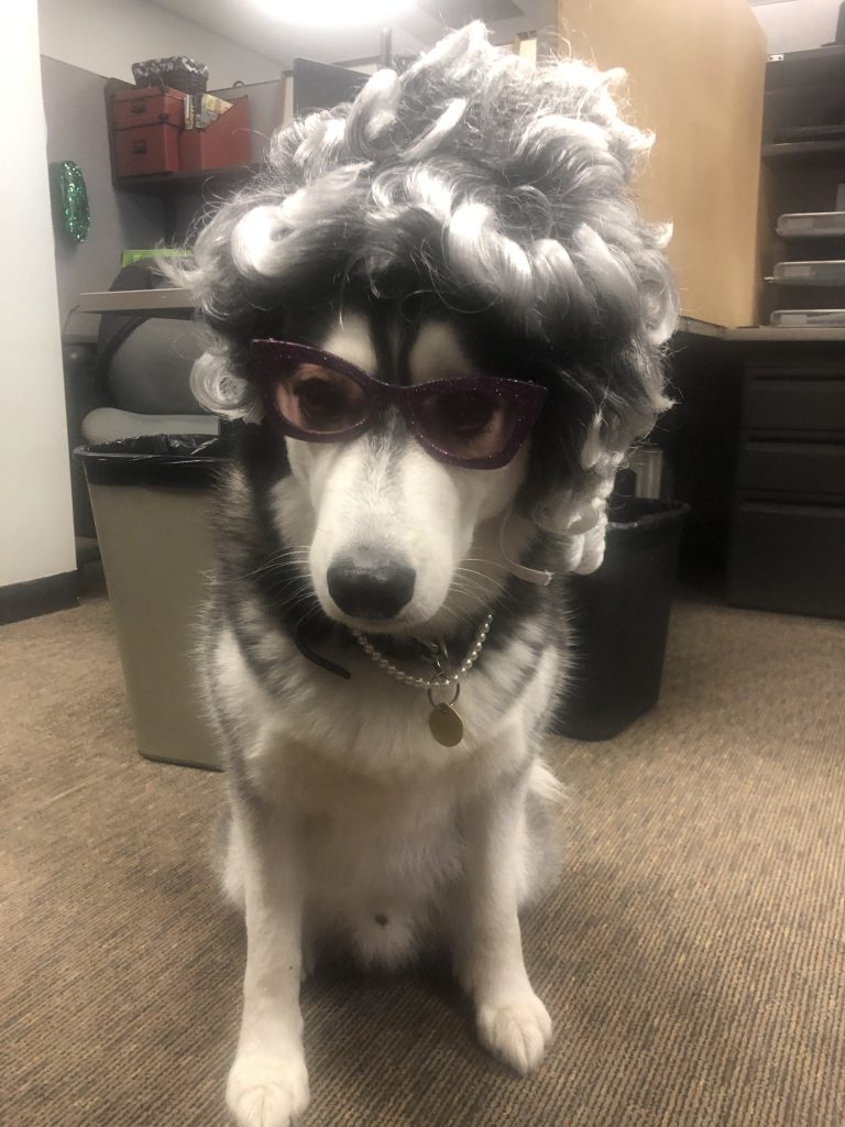 Husky dressed in Big, Bad, Wolf/Granny Halloween costume.