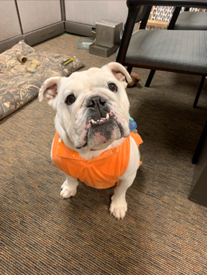 White bull dog wearing an orange pumpkin shirt as a Halloween costume.