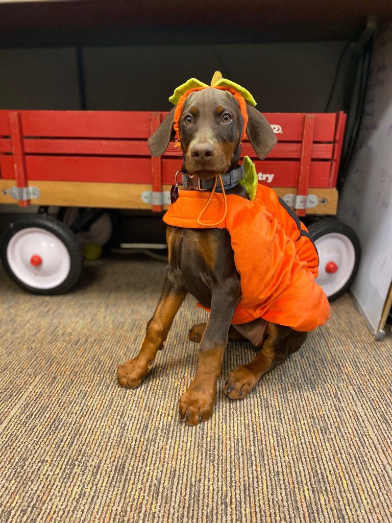 Brown puppy dressed in a pumpkin Halloween costume.