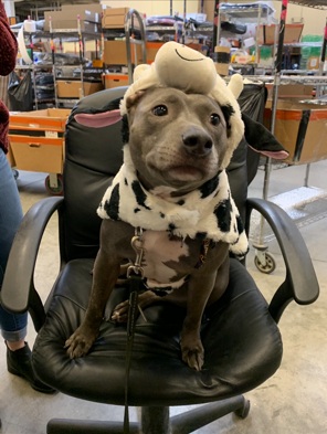 Grey mini pitbull sitting on a chair dressed as a cow.