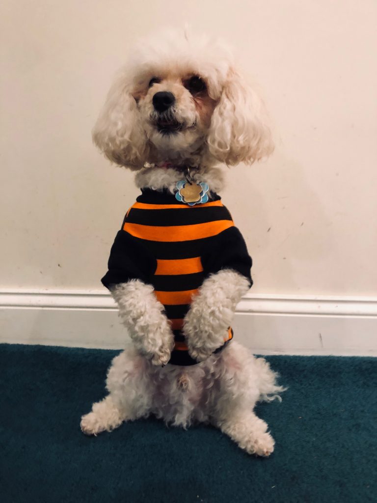 Small white dog dressed in orange and black pumpkin Halloween costume.