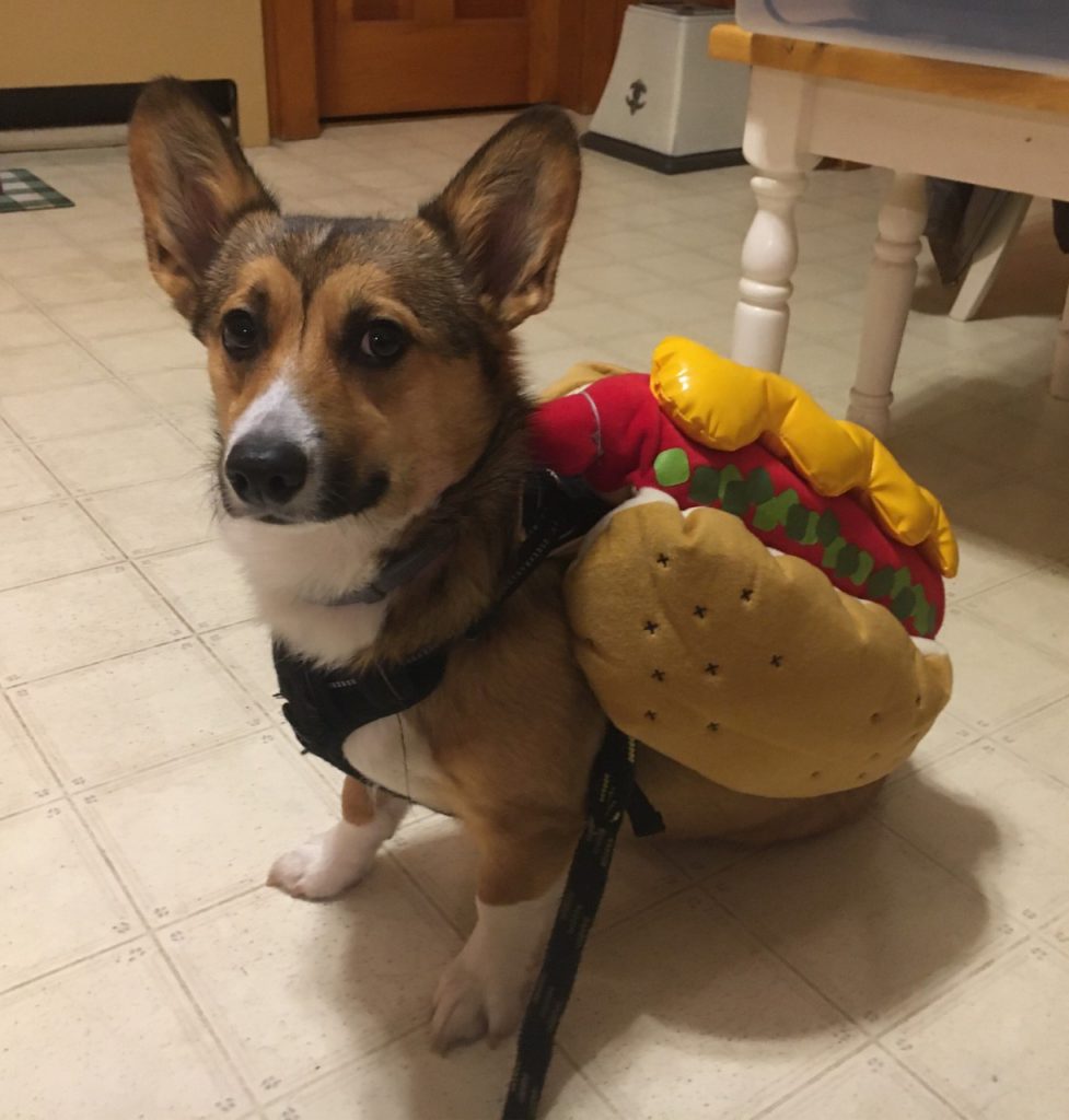 Corgi dressed in hot dog Halloween costume.