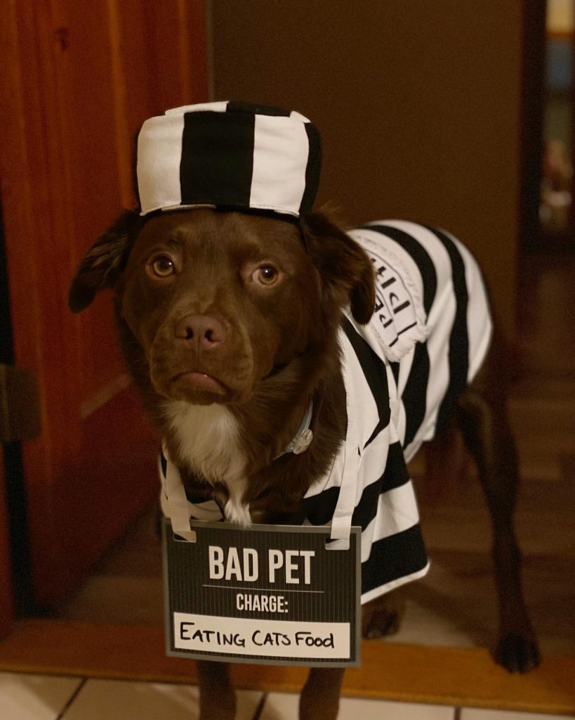 Brown dog dressed up in a white and black inmate Halloween costume.