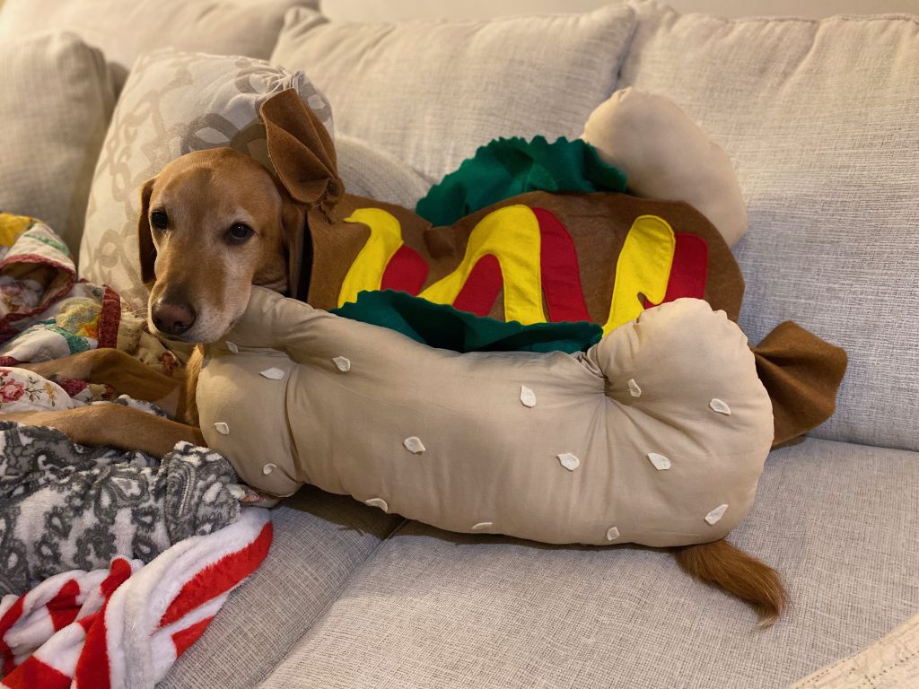 Dog dressed up in hot dog Halloween costume. 