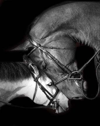 A bay horse touching foreheads with a grey pony to form a heart shape for Valentine's Day.