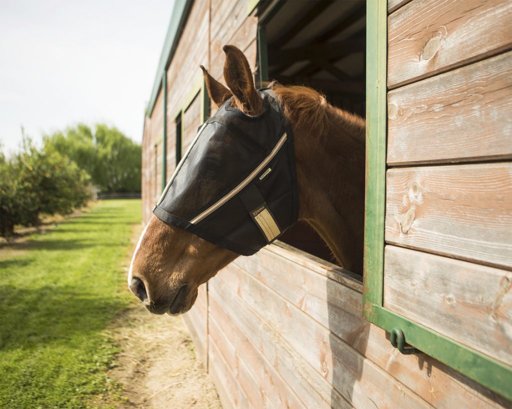Why should you use a fly mask on your horse? Keep reading to find out!