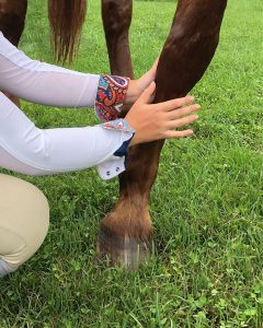 Applying a liniment wash to a horse's front leg.