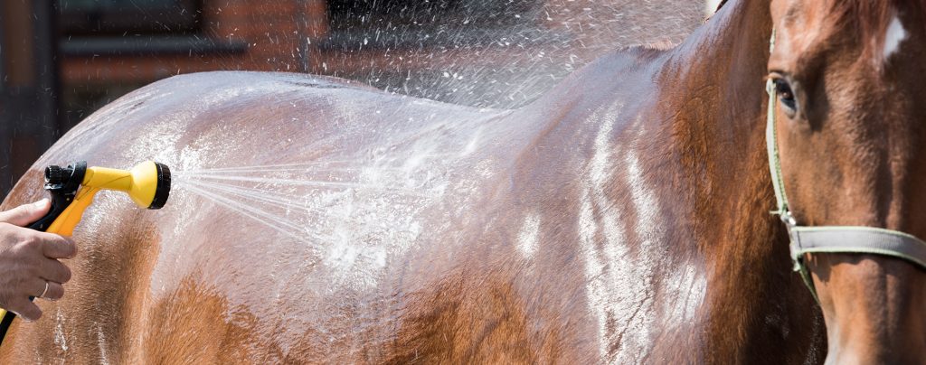 Horse getting sprayed with a hose