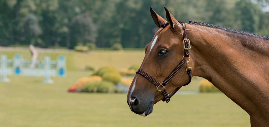 The neck and head of a brown horse wearing a brown leather halter is shown standing to the right side of the image. The horse is standing in front of a grassy field with jumps in the background.