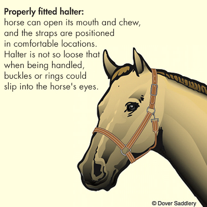A Properly Fitted Halter: The horse can open its mouth and chew, and the straps are positioned in comfortable locations. Halter is not so loose that when being handled, buckles or rings could slip into the horse's eyes.