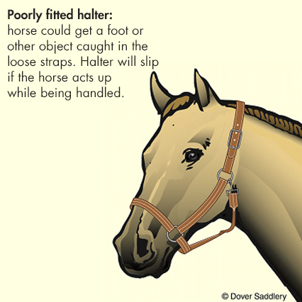 A Poorly Fitted Halter: The horse could get a foot or other object caught in the loose straps. Halter will slip if the horse acts up while being handled.