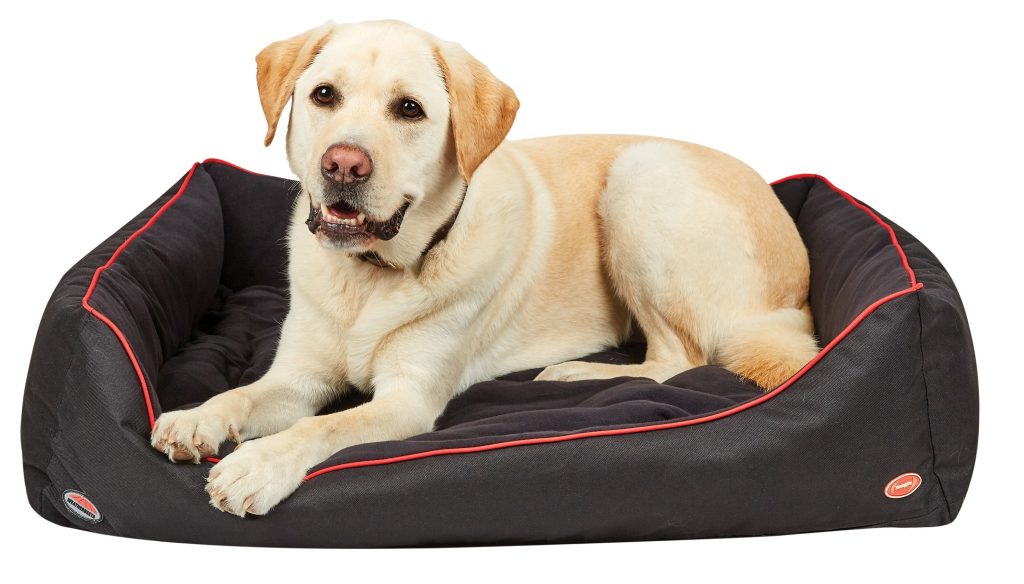 A YellowLabrador is facing forwards and lying on top of a black dog bed with red trim. The dog and bed are set against a white background.