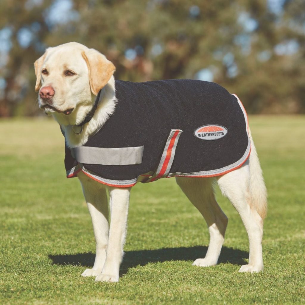 A Yellow Labrador is shown standing in a grass field with a background of trees. The dog is wearing a black Therapy-Tec Dog Coat with red and white trim. The blanket has a single belly strap and a grey chest strap that fastens in the front.