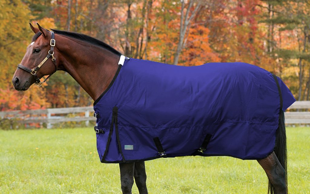 A brown horse facing left is standing in a grass field with colorful fall foliage behind them. The horse is wearing a brown leather halter with a brass nameplate and an indigo turnout blanket with black straps and trim.