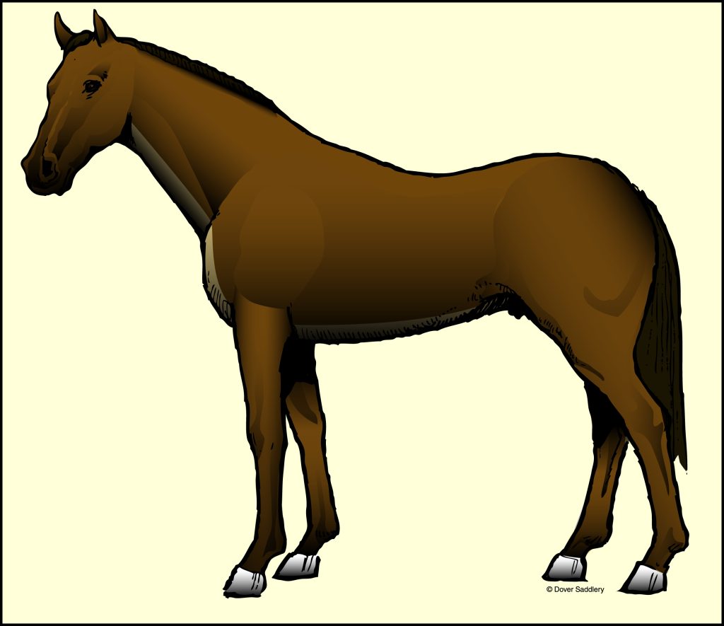 A drawing of a brown horse against a yellow background. The horse has a strip clip: Hair is removed on the front of the horse’s neck along the jugular, through the front of the chest and under the belly.