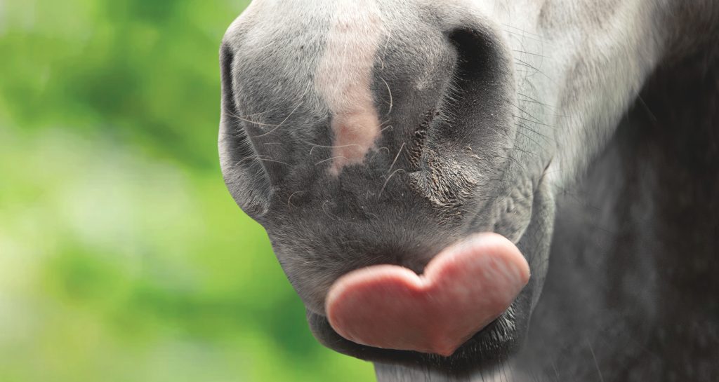 Picture of the nose of a grey horse's nose. The horse has a light pink spot in the middle of its nose and its tongue sticking out is shaped like a heart.