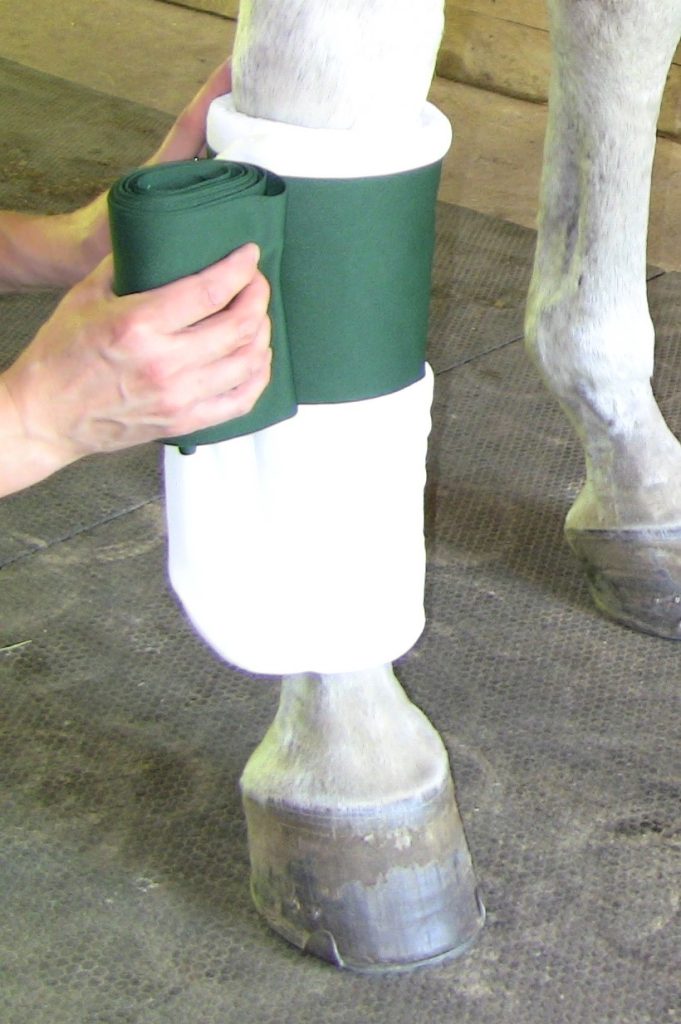 Two human hands are shown wrapping a horse's leg with a white pillow wrap and green standing wrap. The horses legs are white with black hooves.