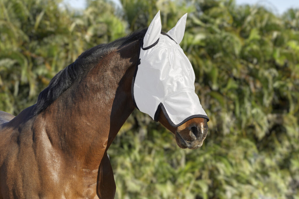 A dark brown horse is wearing a white fly mask with black trim. The fly mask covers the horses ears and nose.