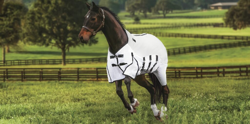 A dark brown horse is running in a grassy field. The horse is wearing a brown leather halter and a white fly sheet with black front and belly buckles.