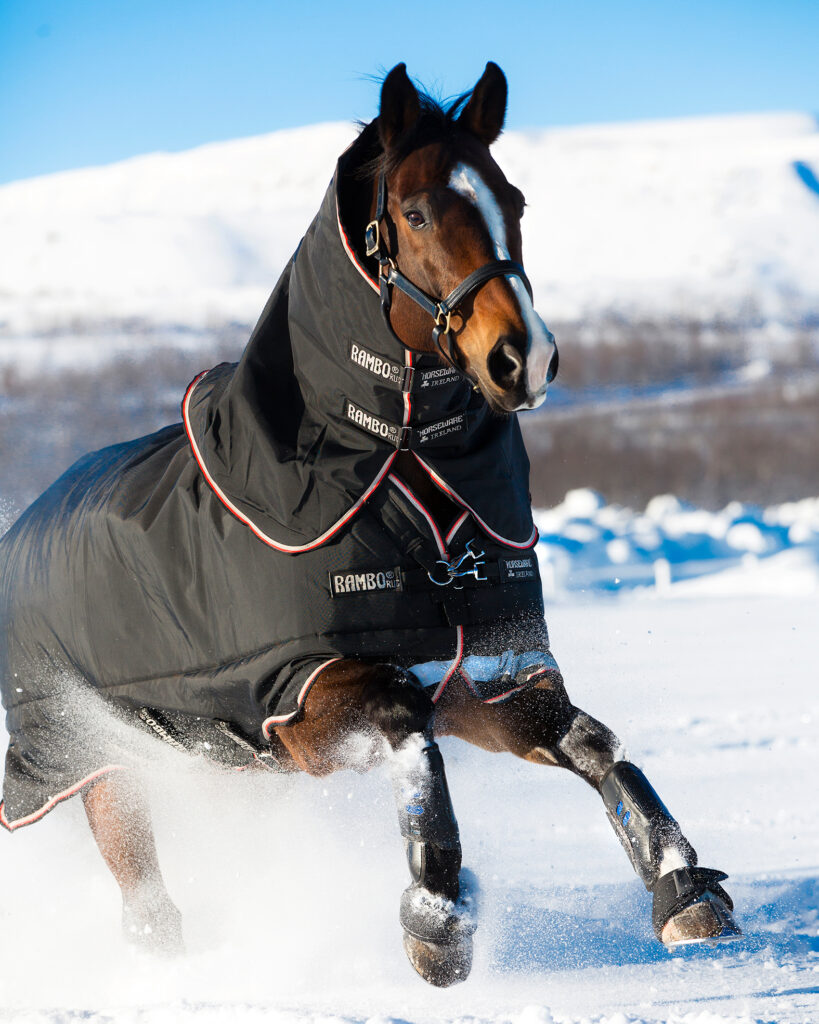 A brown horse with a white stripe on its face is running through a snowy area. The horse is wearing a black turnout blanket with a matching neck cover and a dark leather halter.