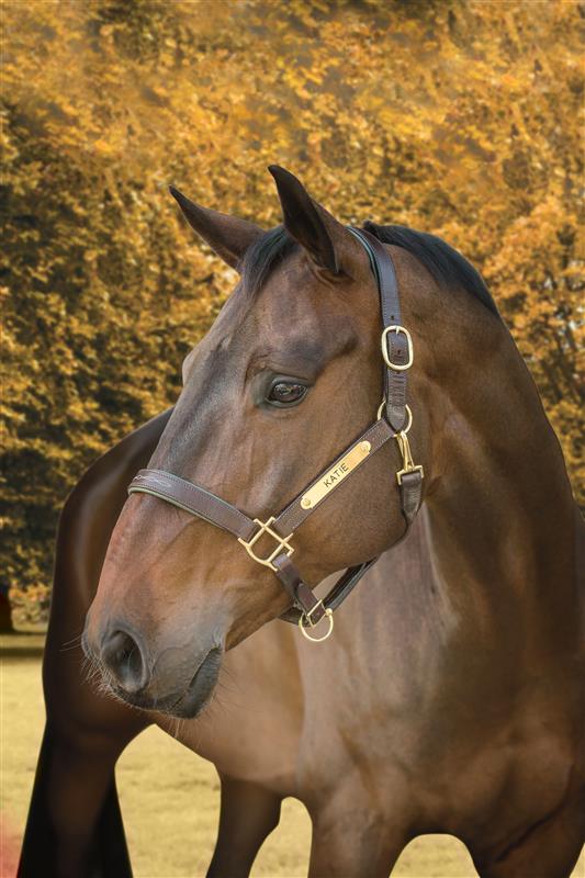 A brown horse is wearing a brown leather halter. A brass nameplate that says Katie is attached to the cheekpiece of the halter. The horse is standing against a yellow autumn tinted tree-lined background.